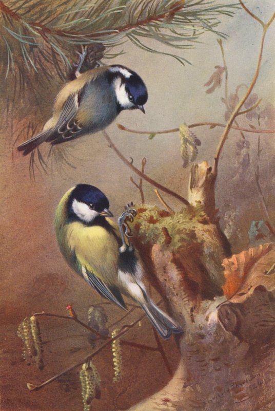 Cincia Mora, Cincia Maggiore da Archibald Thorburn