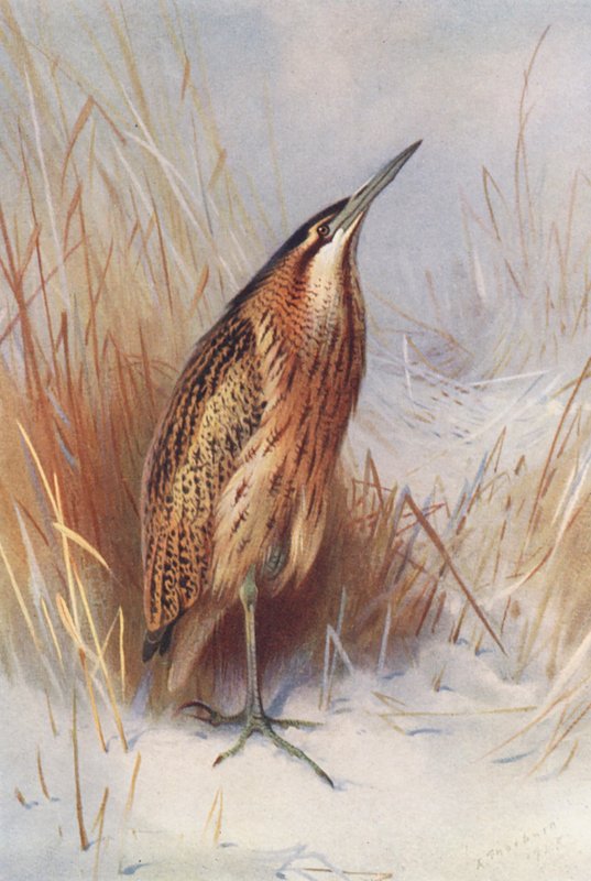 Tarabuso comune da Archibald Thorburn