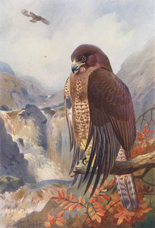 Poiana Comune da Archibald Thorburn
