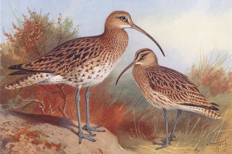 Chiurlo maggiore, Chiurlo piccolo da Archibald Thorburn