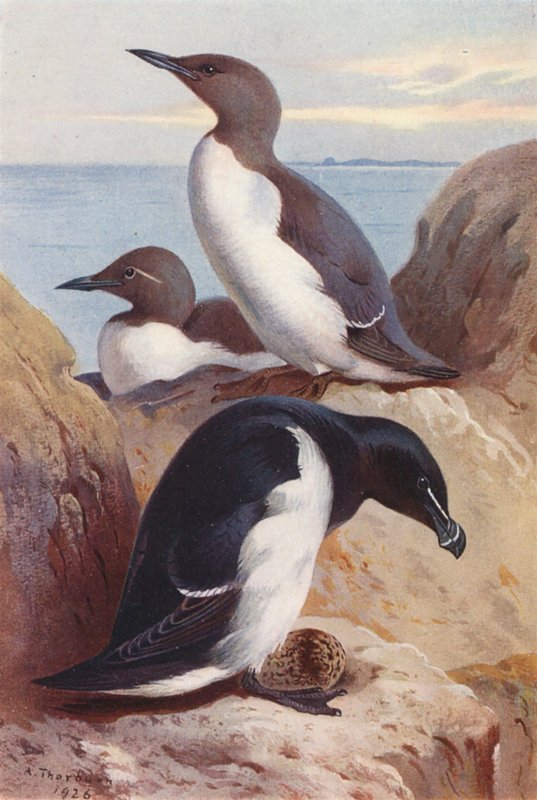 Uria comune, Alca torda da Archibald Thorburn