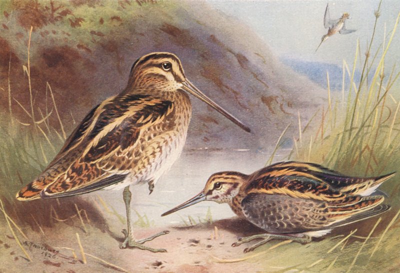 Beccaccino Comune, Beccaccino Minore da Archibald Thorburn