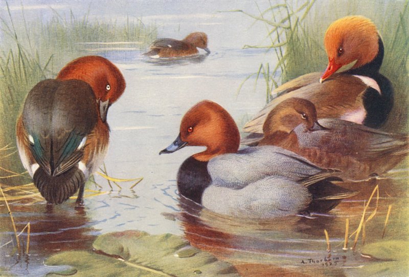 Moriglione ferruginoso (maschio e femmina), Moriglione comune (maschio e femmina), Moriglione crestato rosso da Archibald Thorburn