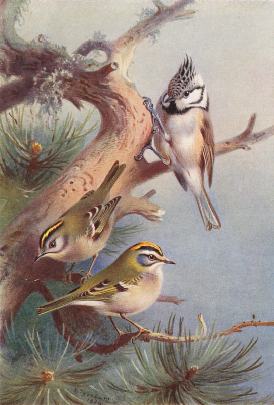 Regolo, Regolo maggiore, Cincia dal ciuffo da Archibald Thorburn