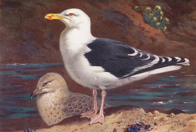 Gabbiano Maggiore (adulto e giovane) da Archibald Thorburn