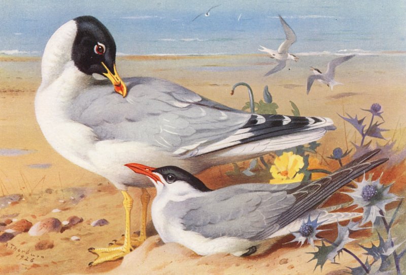 Gabbiano testanera, Sterna del Caspio (litografia a colori) da Archibald Thorburn