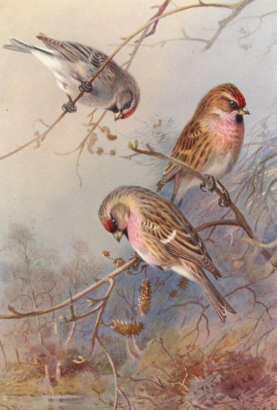 Greenland Redpoll, Lesser Redpoll, Mealy Redpoll da Archibald Thorburn