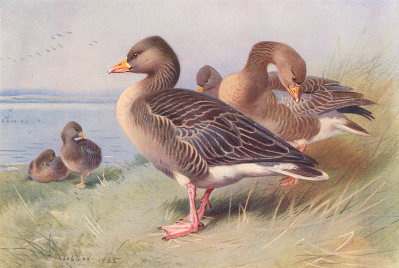 Oca grigia da Archibald Thorburn