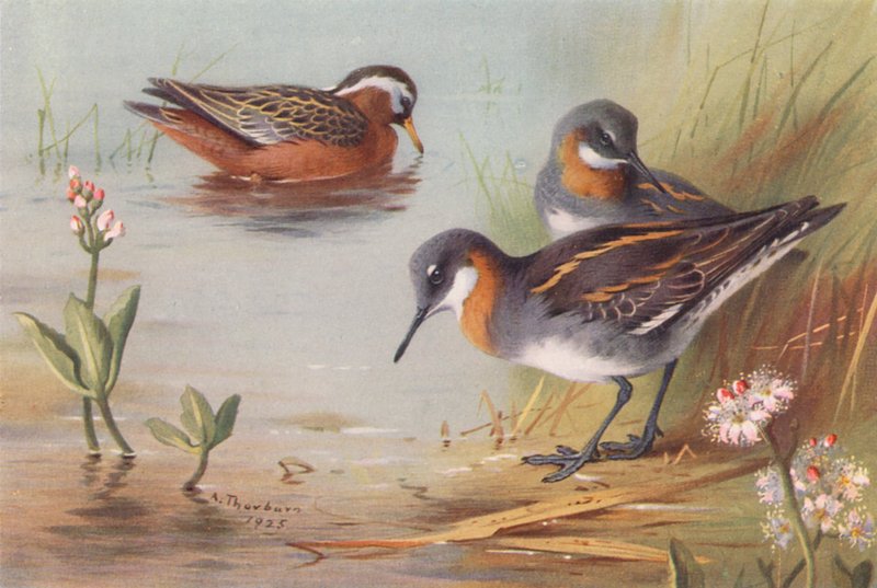 Phalarope grigio (estate), Phalarope dal collo rosso (estate) da Archibald Thorburn