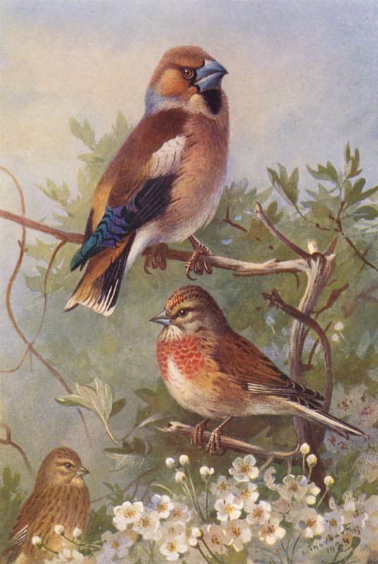 Frosone, fanello (maschio e femmina) da Archibald Thorburn