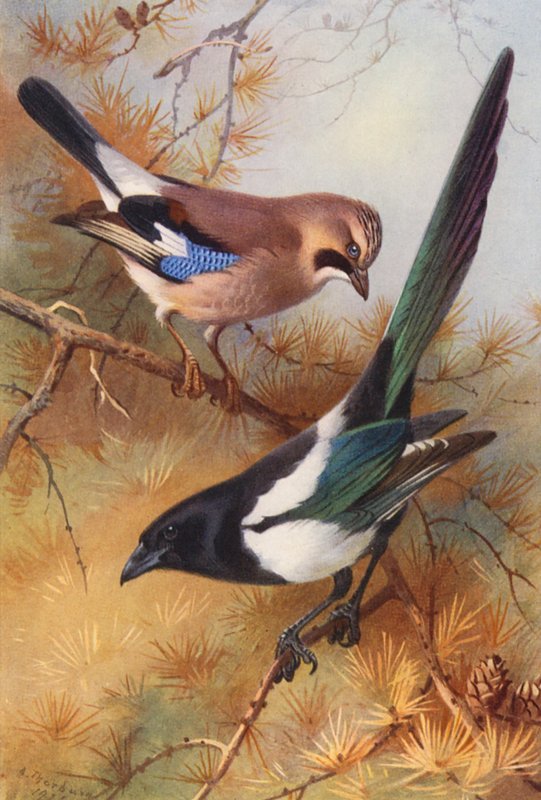 Ghiandaia, Gazza da Archibald Thorburn
