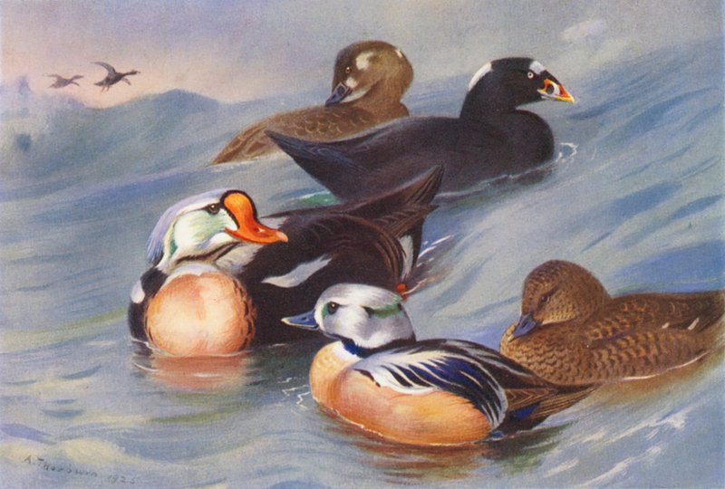 Re-edredone, Orchetto marino (maschio e femmina), Edredone di Steller (maschio e femmina) da Archibald Thorburn