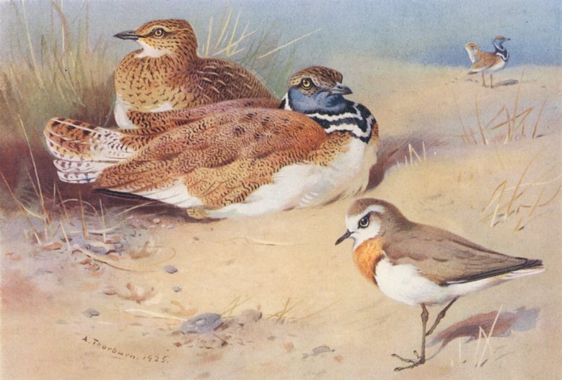 Gallina prataiola (maschio e femmina), Piviere del Caspio da Archibald Thorburn