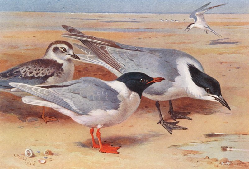 Gabbiano piccolo (adulto e giovane), Sterna beccogrosso da Archibald Thorburn