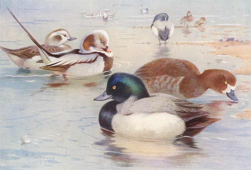 Moretta codona (maschio e femmina), Moretta grigia (maschio e femmina) da Archibald Thorburn