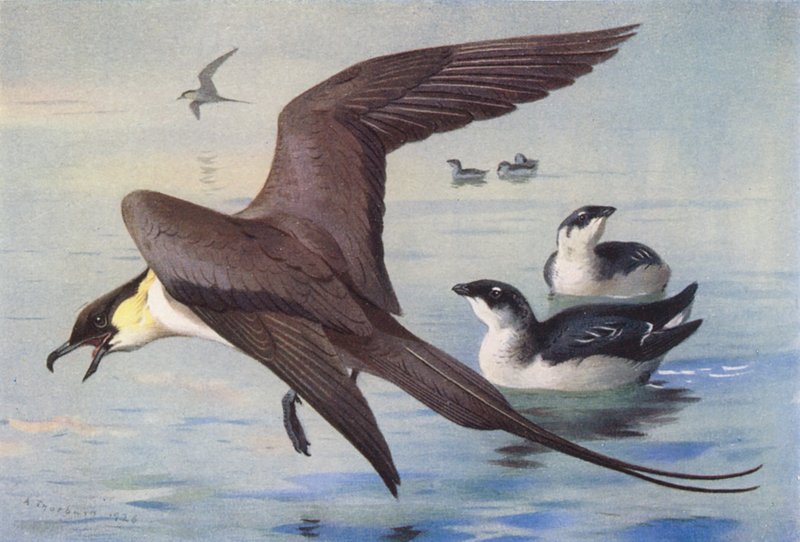 Stercorario codalunga, piccolo alca (inverno) da Archibald Thorburn