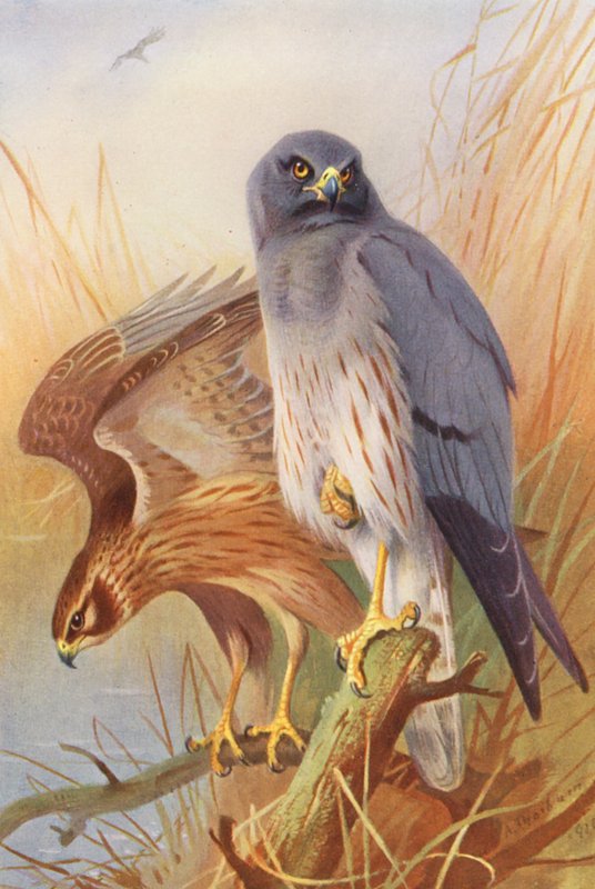 Albanella minore (maschio e femmina) da Archibald Thorburn