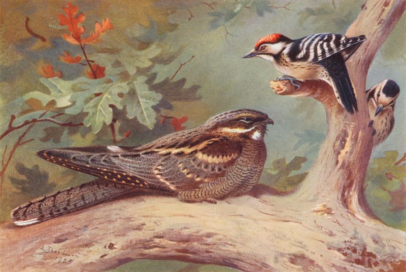 Succiacapre, Picchio rosso minore (maschio e femmina) da Archibald Thorburn