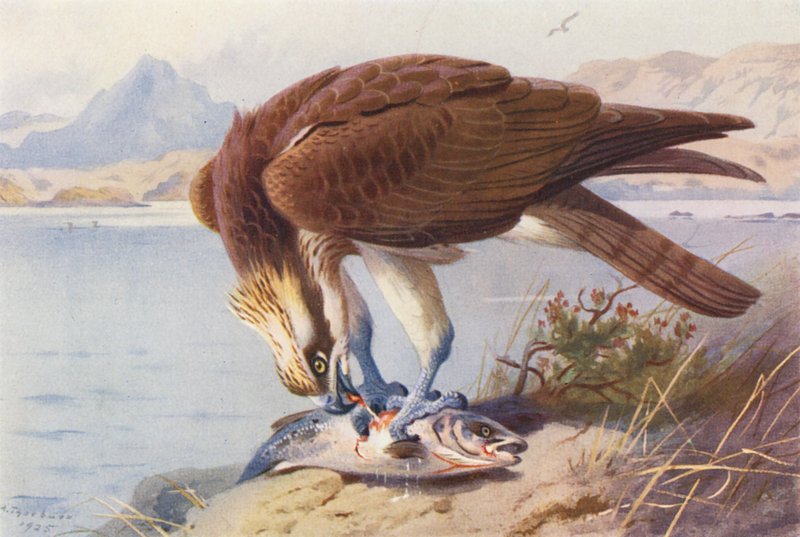 Falco Pescatore da Archibald Thorburn