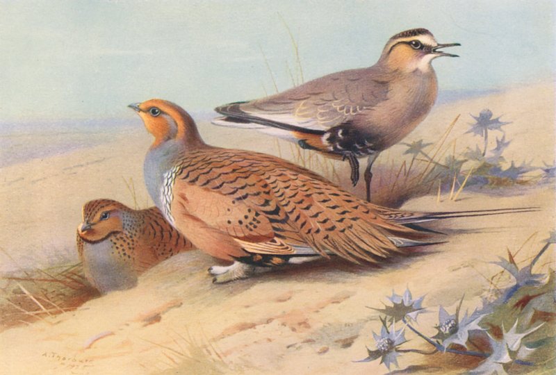Ganga di Pallas (maschio e femmina), Piviere socievole da Archibald Thorburn