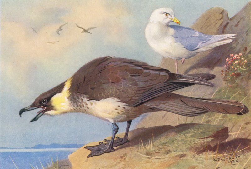 Pomatorhine Skua, Gabbiano islandese da Archibald Thorburn