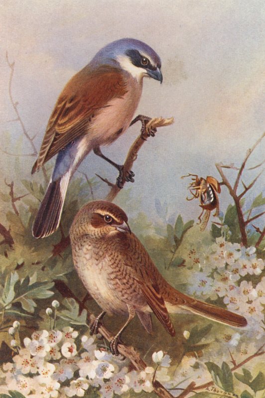 Averla piccola (maschio e femmina) da Archibald Thorburn