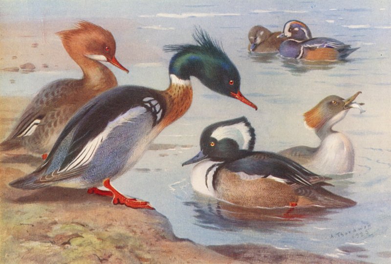 Smergo dal Petto Rosso (maschio e femmina), Anatra Arlecchino (maschio e femmina), Smergo Cappuccino (maschio e femmina) da Archibald Thorburn