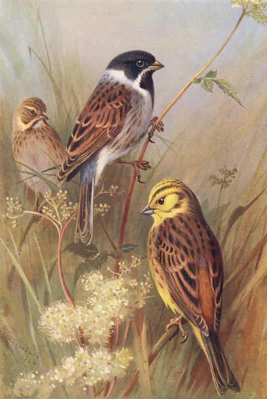 Zigolo nero (maschio e femmina), Zigolo giallo da Archibald Thorburn