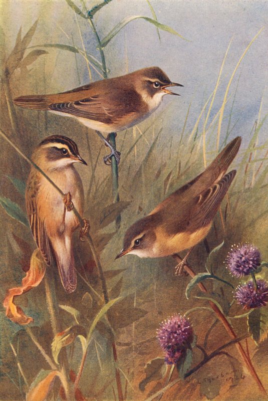 Cannaiola, Cannaiola verdognola, Cannaiola di palude da Archibald Thorburn