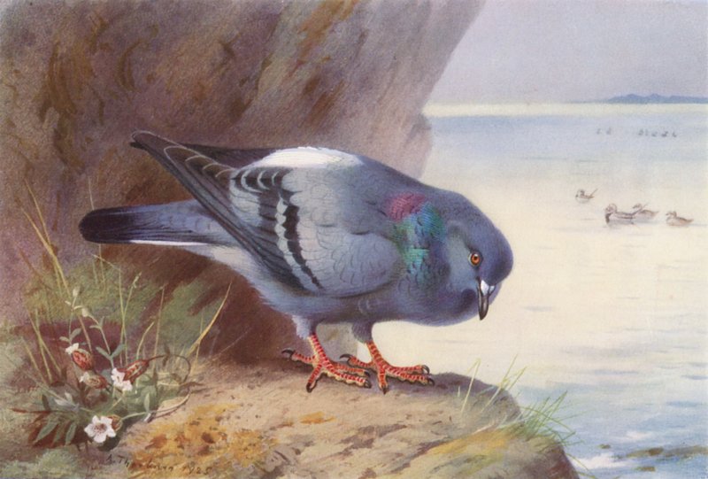 Colombo selvatico da Archibald Thorburn