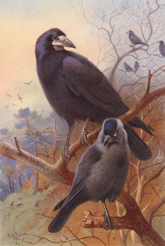 Corvo, Taccola da Archibald Thorburn