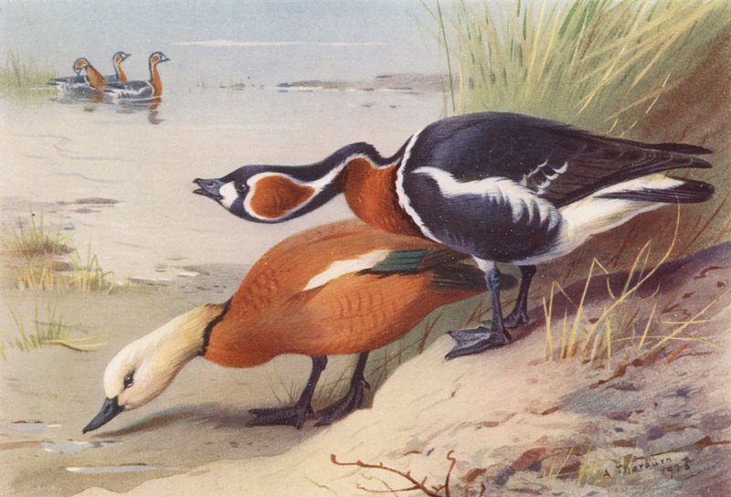 Casarca, Oca collorosso da Archibald Thorburn
