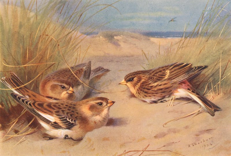 Zigolo delle nevi (inverno), Fanello da Archibald Thorburn