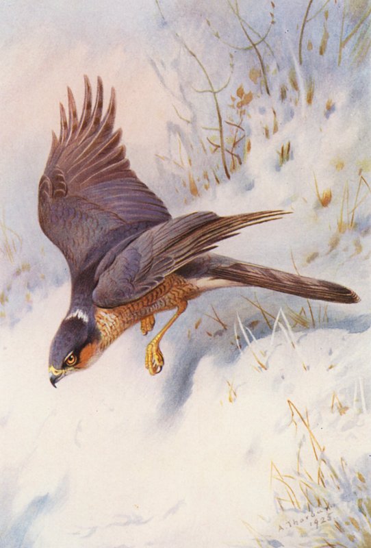 Sparviero (maschio adulto) da Archibald Thorburn