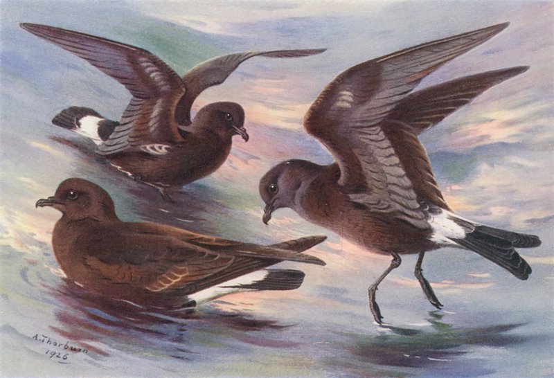 Uccello delle Tempeste, Petrello Codaforcuta di Leach, Petrello di Wilson da Archibald Thorburn