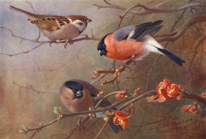 Passera mattugia, Ciuffolotto (maschio e femmina) da Archibald Thorburn