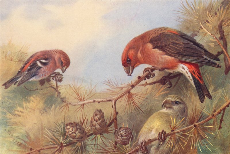 Crociere bifasciato, Crociere (maschio e femmina) da Archibald Thorburn
