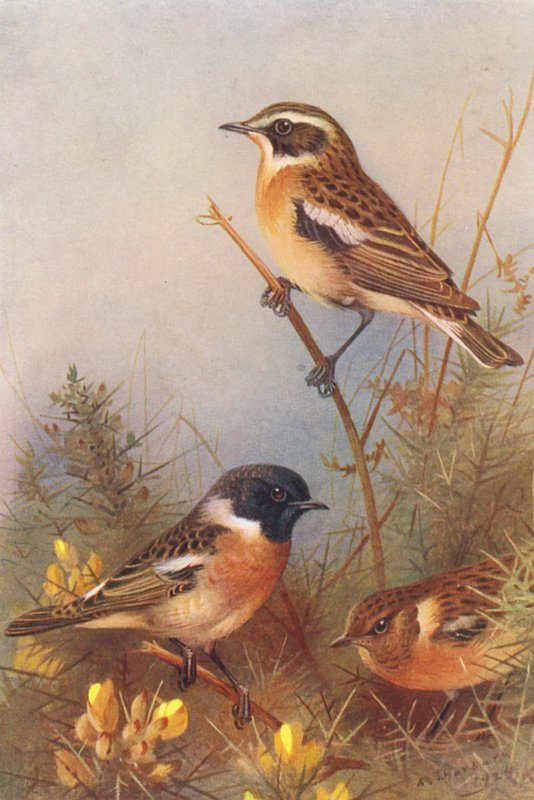 Saltimpalo, Codirosso (maschio e femmina) da Archibald Thorburn