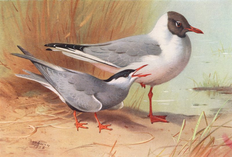 Sterna Mustacchiata, Gabbiano Testa Nera (estate) da Archibald Thorburn