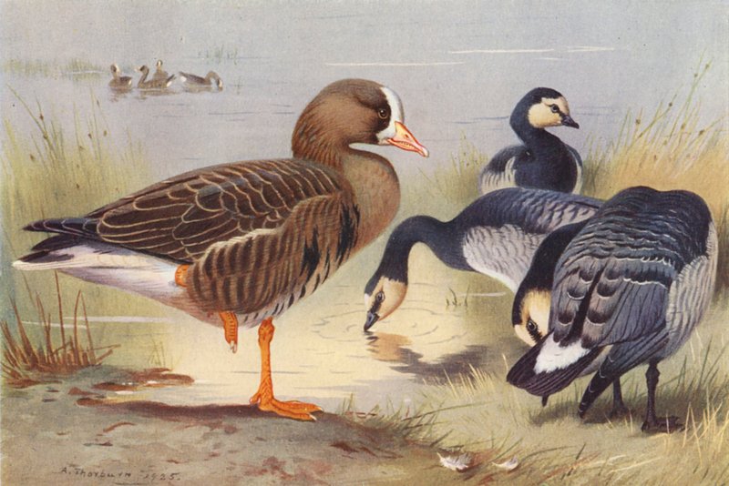 Oca dal petto bianco, Oca bernacla da Archibald Thorburn