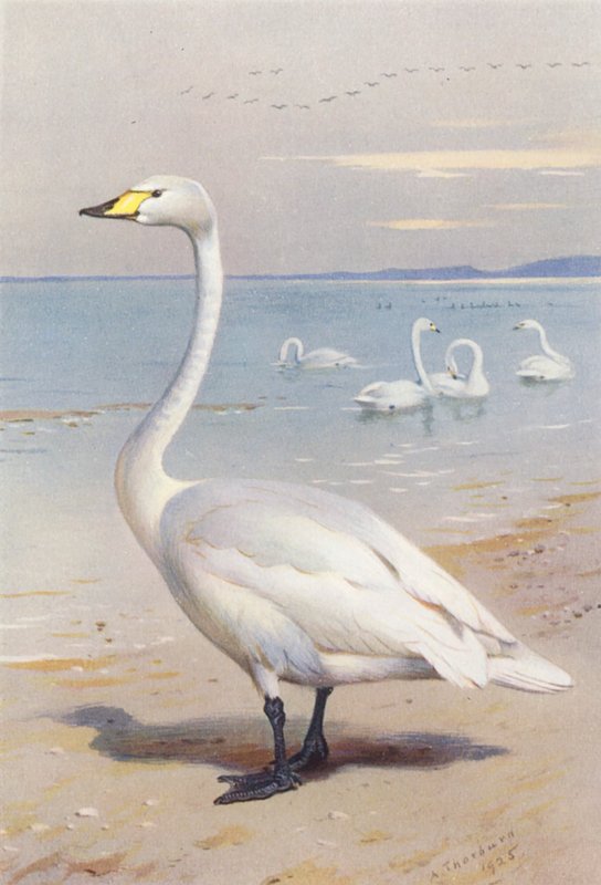 Cigno selvatico da Archibald Thorburn