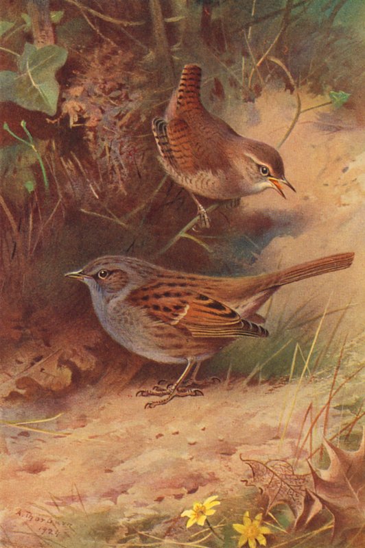 Scricciolo, Passera Scopaiola da Archibald Thorburn