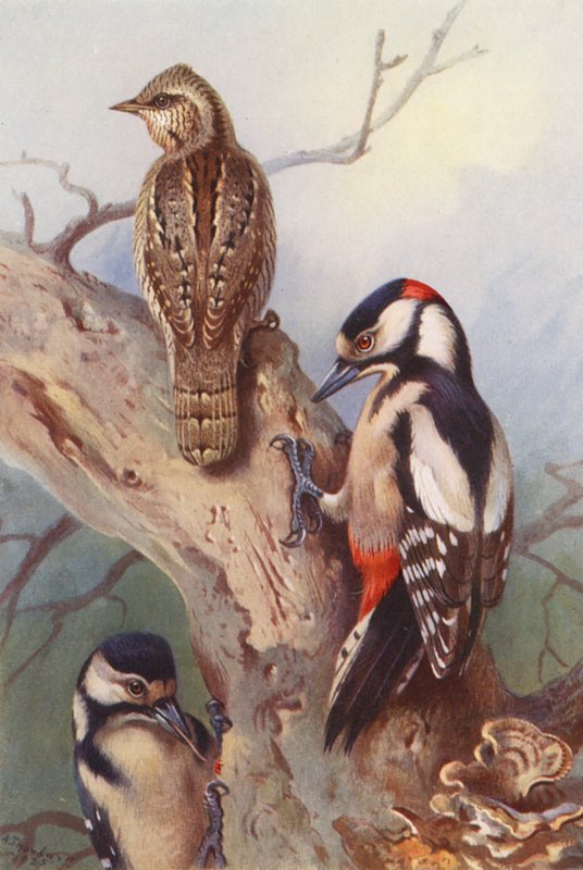 Torquato, Picchio Rosso Maggiore (maschio e femmina) da Archibald Thorburn