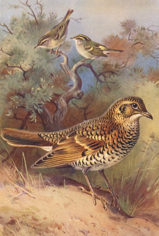 Luì forestiero, Luì di Pallas, Tordo di White da Archibald Thorburn