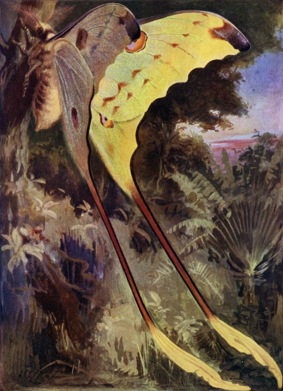 Una falena gigante del Madagascar da Arthur Twidle