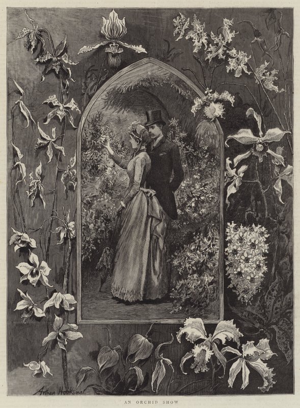 Una mostra di orchidee da Arthur Hopkins