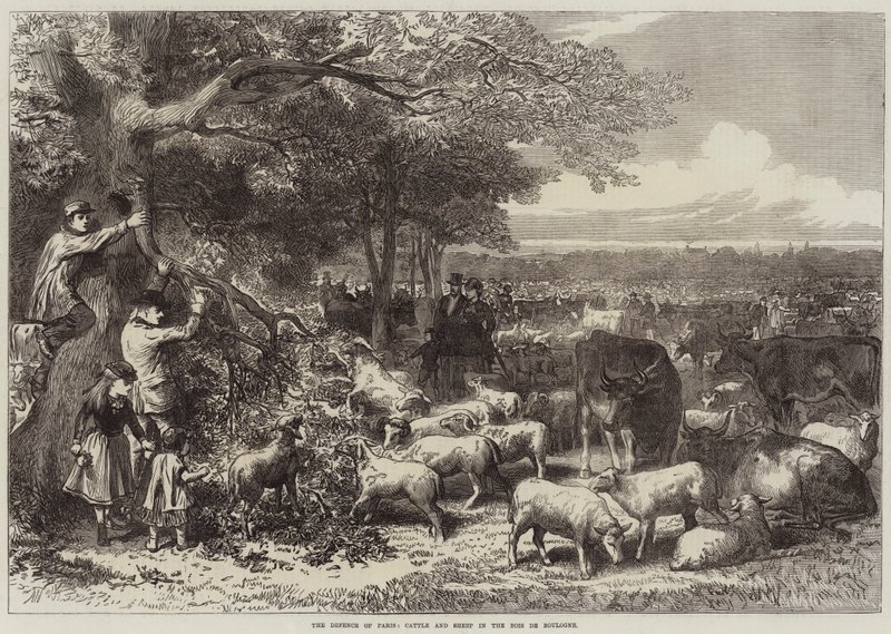 La difesa di Parigi, Bovini e pecore nel Bois de Boulogne da Arthur Hopkins