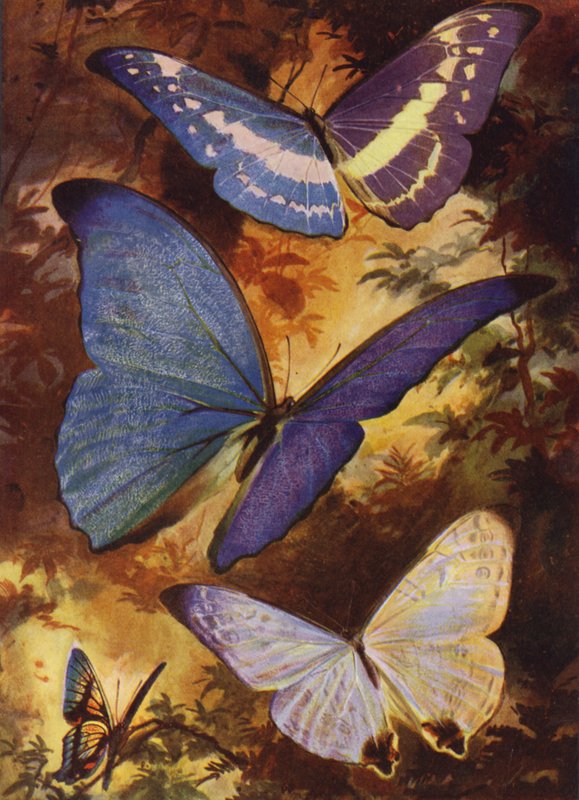Belle Farfalle: Morpho brillanti, ecc, del Sud America da Arthur Twidle