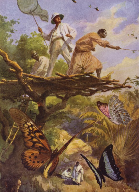 Belle Farfalle: Catturando Urania Rhipheus in Madagascar da Arthur Twidle