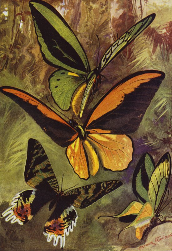 Belle Farfalle: Ornithopteras, o farfalle dalle ali di uccello, e Urania Rhiphoeus da Arthur Twidle